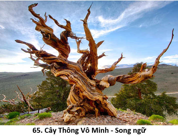 65. Ignorant pine 1
