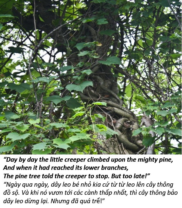 65. Ignorant pine 2