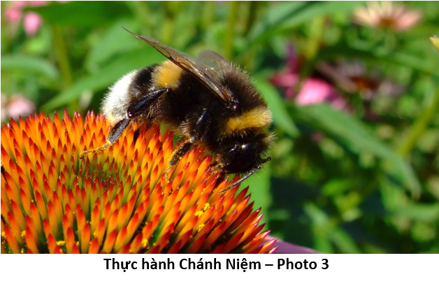 85 Thực hành Chánh Niệm bee 3