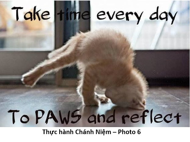 85 Thực hành Chánh Niệm cat paws 6