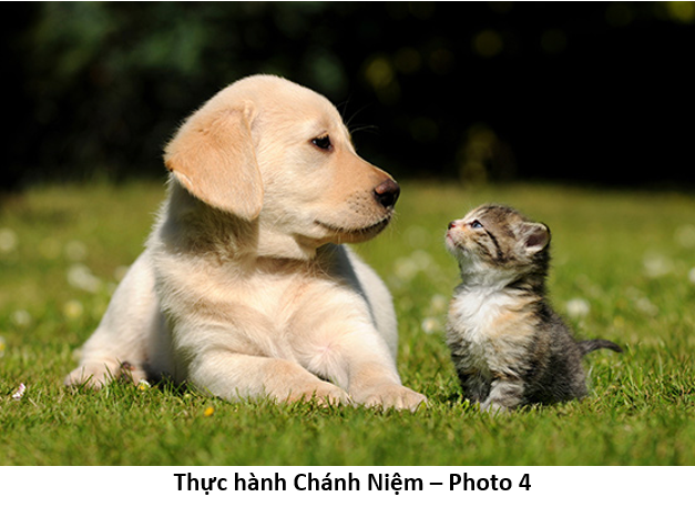 85 Thực hành Chánh Niệm dog cat 4a