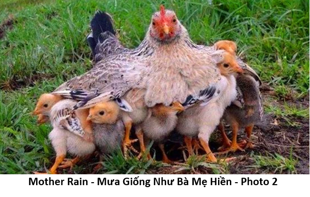 93 Cơn Mưa Pháp 2