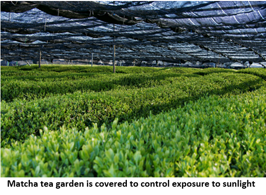 02. title 4 matcha garden