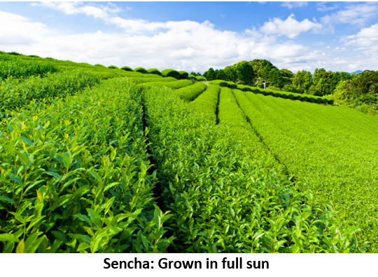 02. title 8 sen full sun