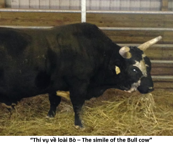 38 bull
