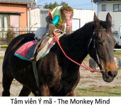 12. Monkey mind 1
