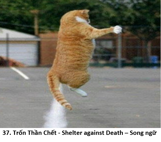 37. Trốn chết 1 cat