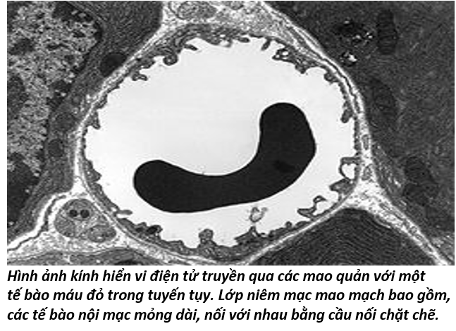Vòng Tiểu Chu Thiên 10