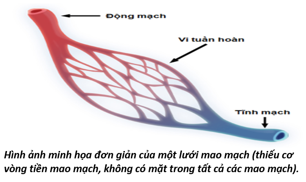 Vòng Tiểu Chu Thiên 11