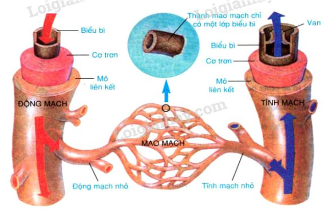 Vòng Tiểu Chu Thiên 4