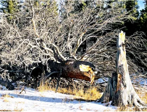 21. title 3 dead tree