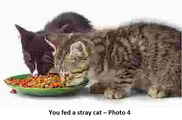 29 16 cats 4