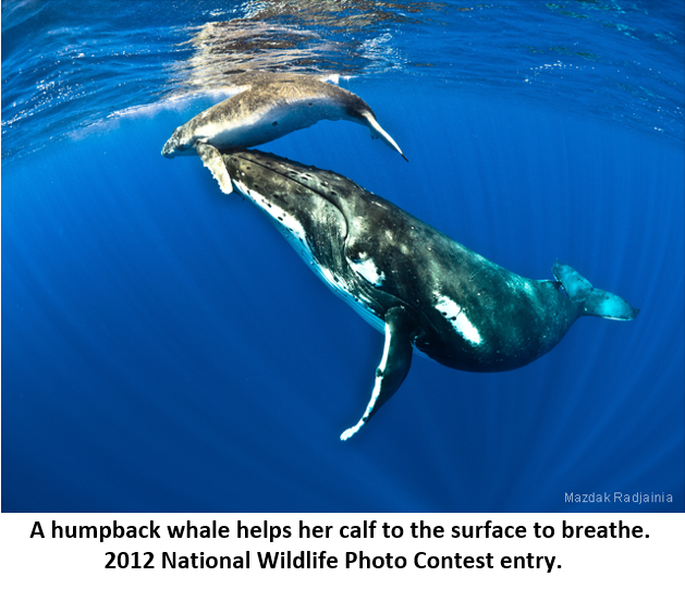 4 Lòng mẹ 6 whale
