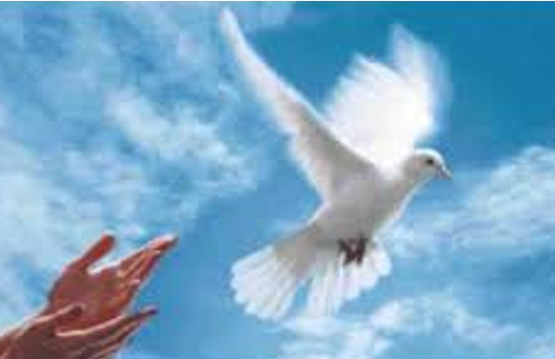 6 compassion 2 bồ câu