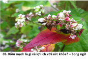 05. Kiều mạch là gì và lợi ích với sức khỏe?  - What is buckwheat and its health benefits? – Song ngữ